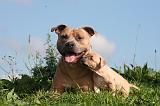 AMSTAFF  ADULT & PUPPIES 079